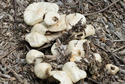 High angle view of mushrooms on dry leaves