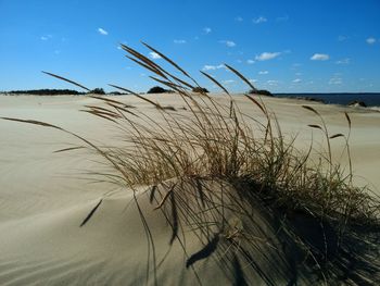 Close-up of grass on sand at beach against sky