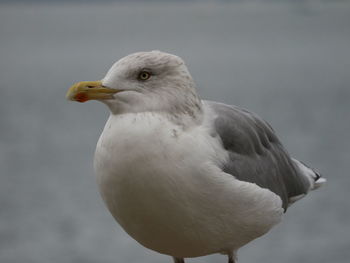 Close-up of seagull perching