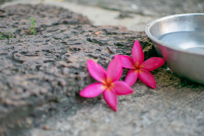 High angle view of pink flowering plants