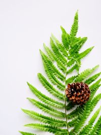 Close-up of fresh green plant against white background