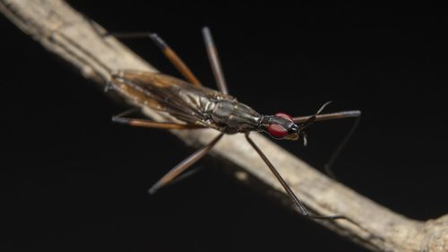 Close-up of an insect on black background