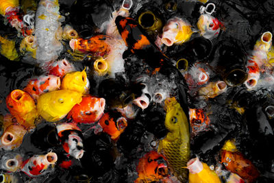 High angle view of koi carps swimming in water