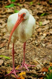 White ibis on field