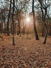 Sunlight streaming through trees in forest during autumn