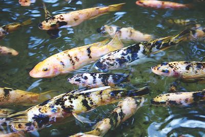 High angle view of koi carps swimming in pond