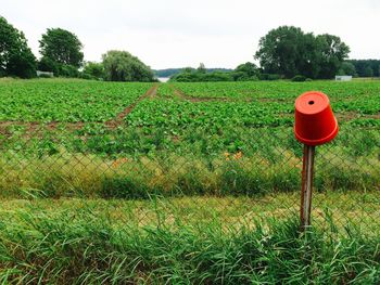 Close-up of green field against sky