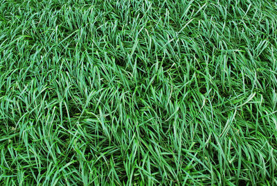 Full frame shot of grassy field