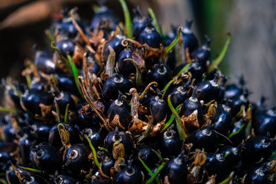 Close-up of berries