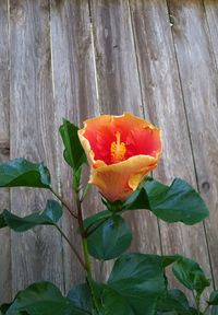 Close-up of flowers blooming outdoors