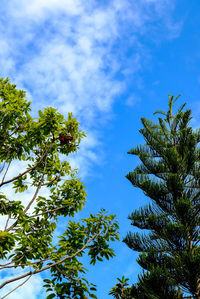 Low angle view of trees against blue sky