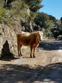 Cow standing in the ground