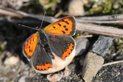 Close-up of butterfly perching on leaf