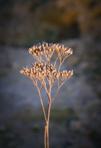 Close-up of flowering plant on land