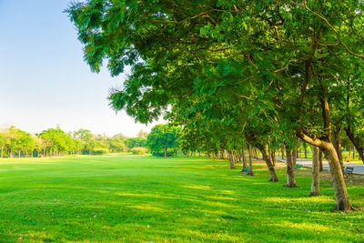 Trees on field against sky