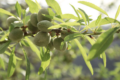 Close-up of berries growing on tree