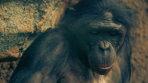 Close-up portrait of a monkey