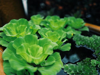 Close-up of green plant