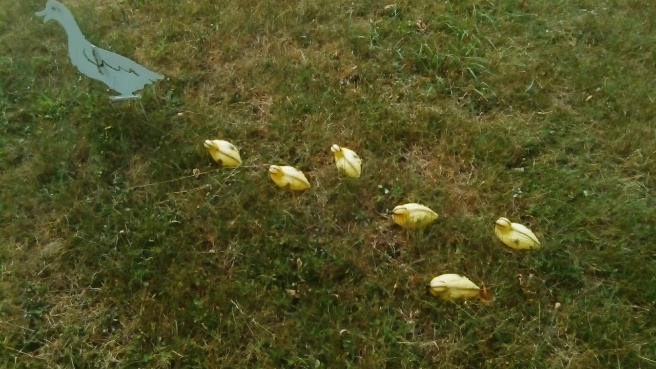 HIGH ANGLE VIEW OF YELLOW FLOWERS GROWING ON FIELD