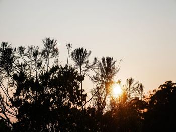 Low angle view of silhouette trees against sky during sunset