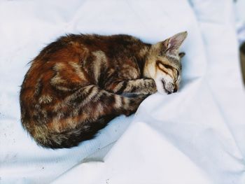 Close-up of a cat sleeping 