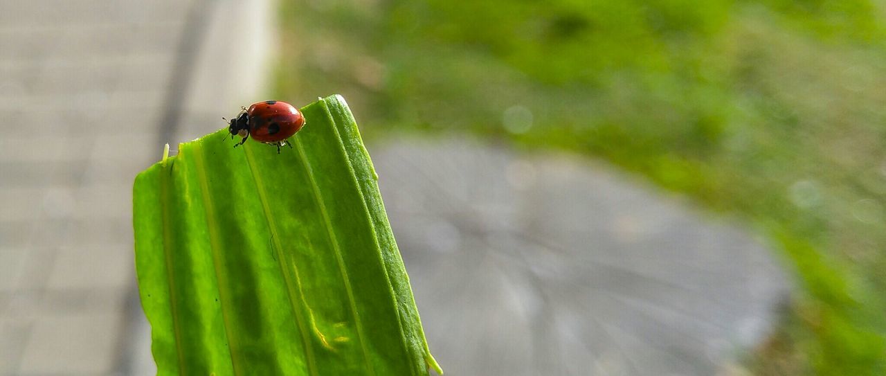 Red on the Edge