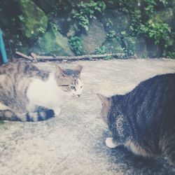 Cat resting on floor