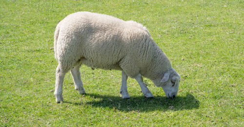 Sheep grazing in a field