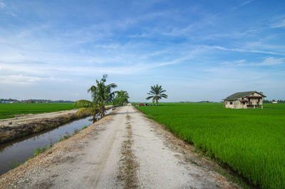 Road amidst agricultural field against sky