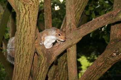 Squirrel on tree trunk