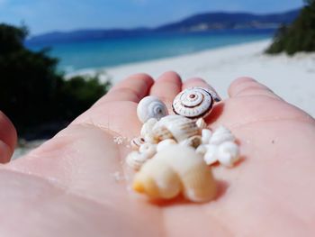 Close-up of hand holding shells at beach