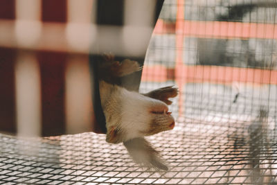 Close-up of cat in cage