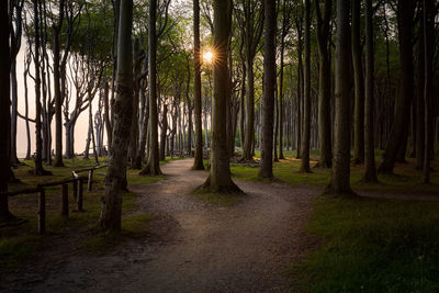 Trees growing in forest