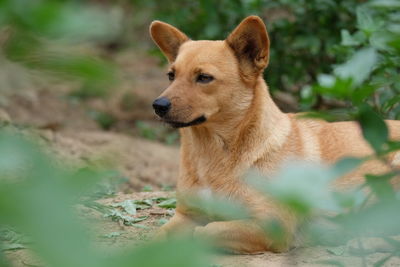 Close-up of dog outdoors