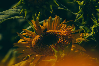 Close-up of yellow flowering plant