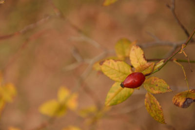 Close-up of strawberry growing on tree