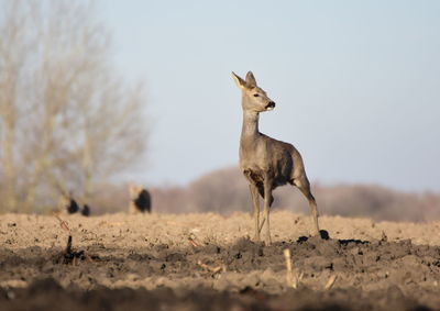 Deer against sky