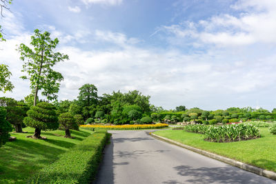 Topiary garden, asphalt road in gardens geometric bush and shrub flowering plant blooming