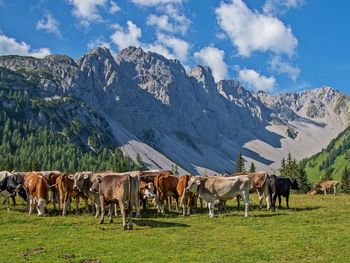 Cows in front of mountain