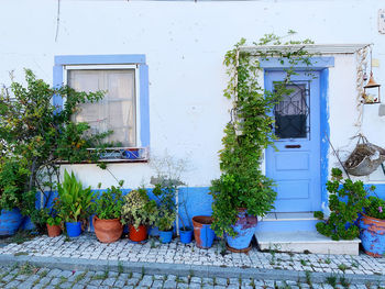 Potted plants on window of building