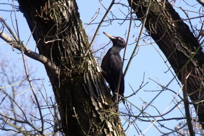 Low angle view of bird perching on bare tree