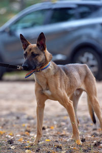 Dog looking away