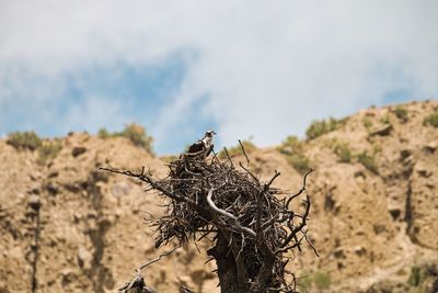 Bird perching on a tree