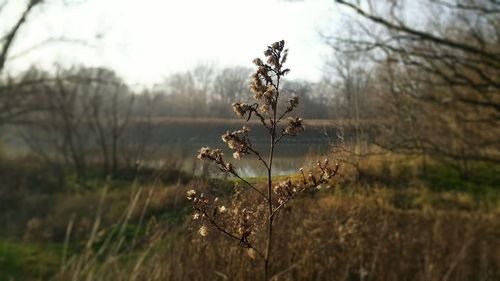 Close-up of plants in field