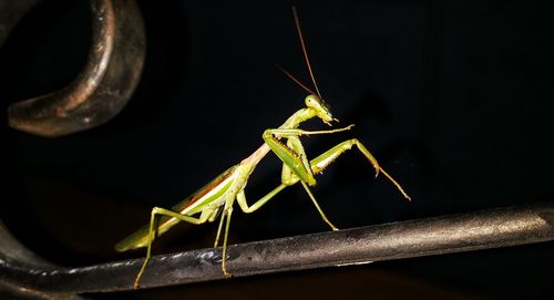 Close-up of insect