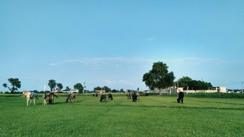 Cows grazing on field against sky