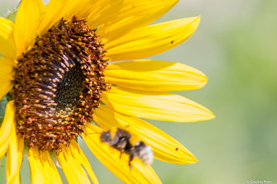 Close-up of bee pollinating on flower