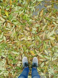 Low section of person standing in park