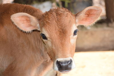 Close-up portrait of cow