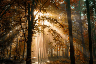 Sunlight streaming through trees in forest